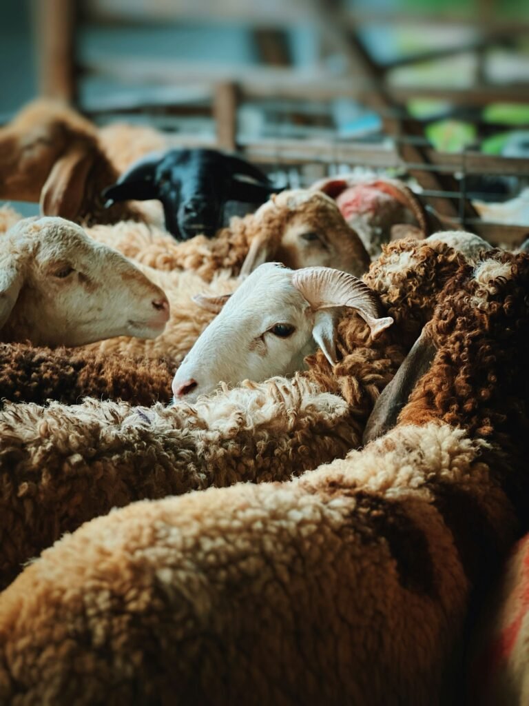 What Is Qurbani(sacrifice) in Islam?